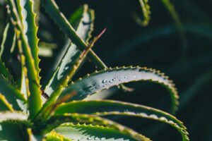 Fresh aloe vera leaves for soothing and hydrating skincare